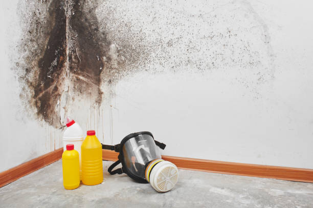 Certified Mold Removal in Mahanoy City, PA