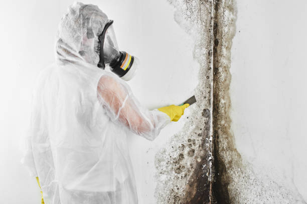 Best Mold Cleaning Services  in Mahanoy City, PA