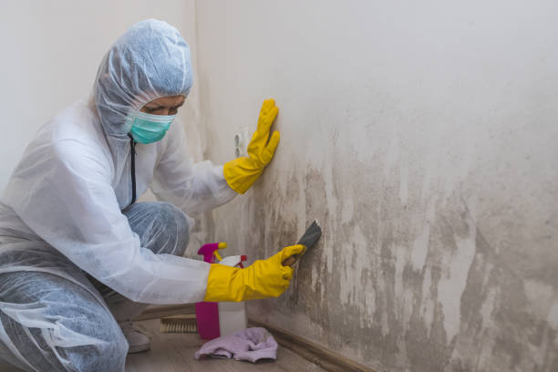 Best Mold Damage Repair  in Mahanoy City, PA