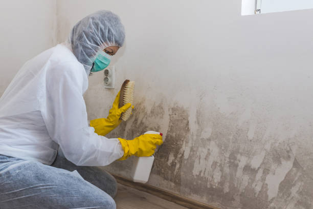 Mold Testing and Removal in Mahanoy City, PA