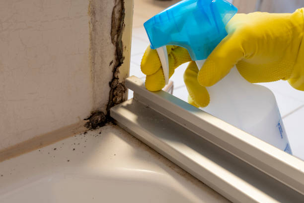 Best Office Mold Removal Services  in Mahanoy City, PA
