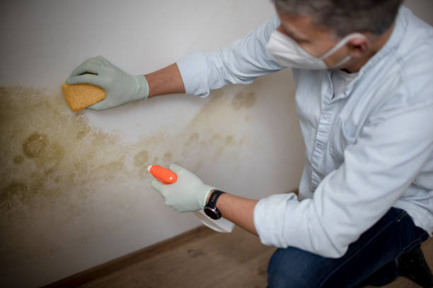 Best Emergency Mold Removal  in Mahanoy City, PA