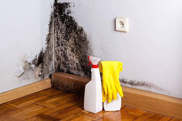Best Crawl Space Mold Removal  in Mahanoy City, PA