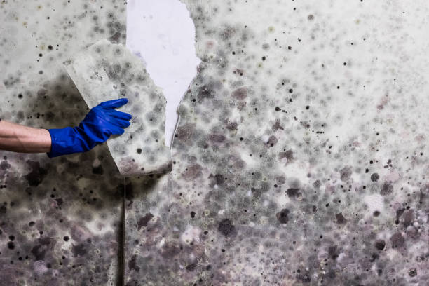 Best Home Mold Removal  in Mahanoy City, PA