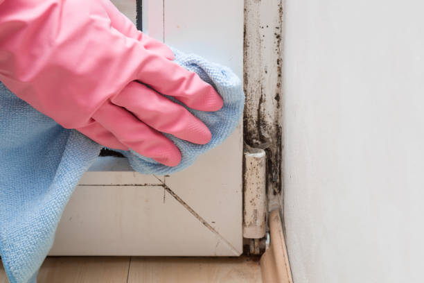 Best Attic Mold Removal  in Mahanoy City, PA